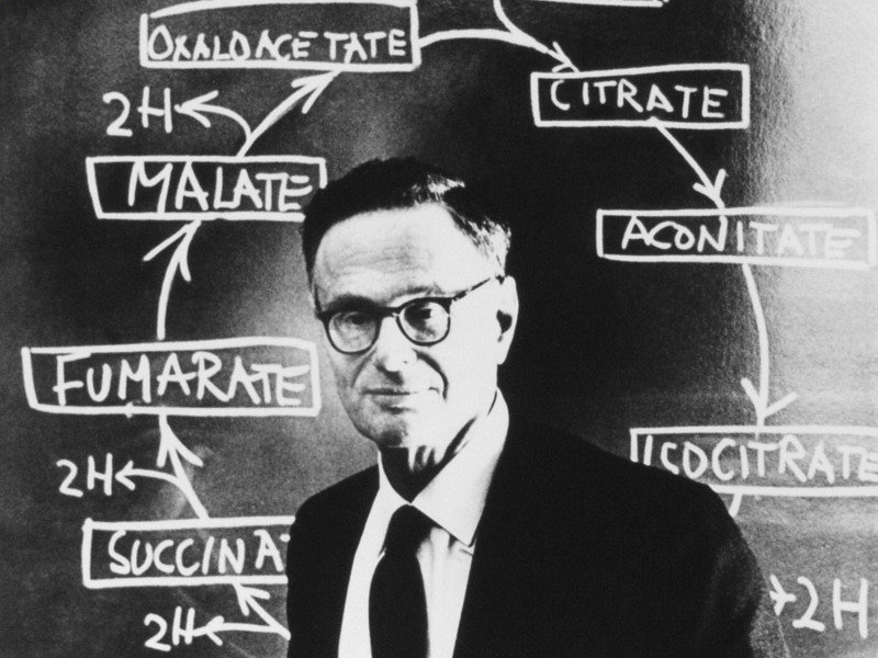 imagen de hans adolf krebs hans krebs harnack house of the max planck society imagen de hans adolf krebs hans krebs harnack house of the max planck society